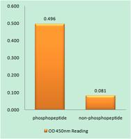 SRF (phospho Ser103) Polyclonal Antibody