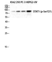 Stat1 (phospho Ser727) Polyclonal Antibody