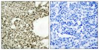 Stat1 (phospho Ser727) Polyclonal Antibody