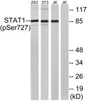 Stat1 (phospho Ser727) Polyclonal Antibody