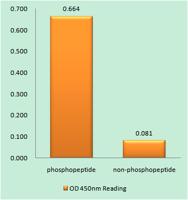 Stat4 (phospho Tyr693) Polyclonal Antibody