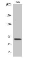 Stat5 (phospho Ser726/731) Polyclonal Antibody