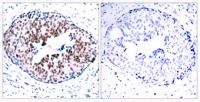 Stat5a (phospho Ser780) Polyclonal Antibody