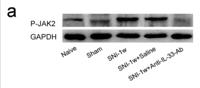 JAK2 (phospho Tyr570) Polyclonal Antibody