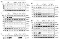 JAK2 (phospho Tyr570) Polyclonal Antibody