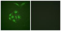 Survivin (phospho Thr117) Polyclonal Antibody