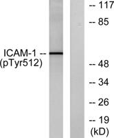 ICAM-1 (phospho Tyr512) Polyclonal Antibody