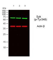 Syk (phospho Tyr348) Polyclonal Antibody