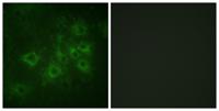 Synapsin I (phospho Ser605) Polyclonal Antibody