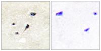 Synapsin I (phospho Ser605) Polyclonal Antibody