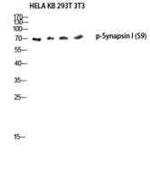 Synapsin I (phospho Ser9) Polyclonal Antibody