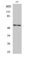 Synaptotagmin 1/2 (phospho Ser309/306) Polyclonal Antibody