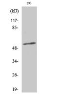 Synaptotagmin 1/2 (phospho Thr202/199) Polyclonal Antibody