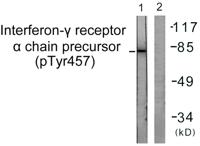 IFN-γRα (phospho Tyr457) Polyclonal Antibody