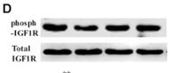 IGF-IR (phospho Tyr1161) Polyclonal Antibody