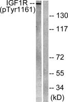 IGF-IR (phospho Tyr1161) Polyclonal Antibody