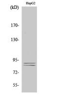 IKKα/β (phospho Ser180/181) Polyclonal Antibody