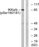 IKKα/β (phospho Ser180/181) Polyclonal Antibody