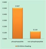 IKKβ (phospho Tyr199) Polyclonal Antibody