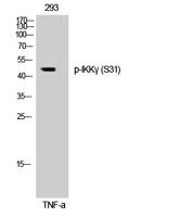 IKKγ (phospho Ser31) Polyclonal Antibody