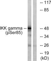 IKKγ (phospho Ser85) Polyclonal Antibody