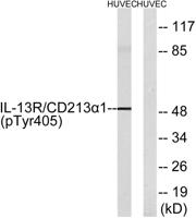 IL-13Rα1 (phospho Tyr405) Polyclonal Antibody