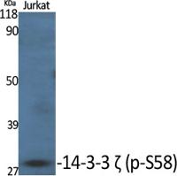 14-3-3 ζ (phospho Ser58) Polyclonal Antibody