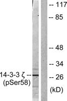 14-3-3 ζ (phospho Ser58) Polyclonal Antibody