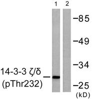 14-3-3 ζ/δ (phospho Thr232) Polyclonal Antibody