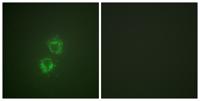 14-3-3 θ/τ (phospho Ser232) Polyclonal Antibody