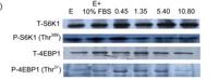 4E-BP1 (phospho Thr37) Polyclonal Antibody