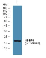 4E-BP1 (phospho Thr37) Polyclonal Antibody