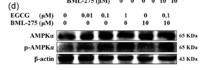 AMPKα1 (phospho Ser496) Polyclonal Antibody