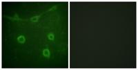 Trk A (phospho Tyr496) Polyclonal Antibody