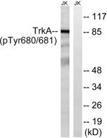 Trk A (phospho Tyr680/Y681) Polyclonal Antibody