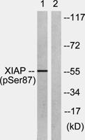 XIAP (phospho Ser87) Polyclonal Antibody