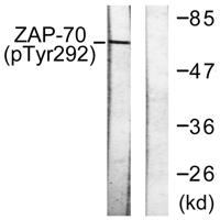 ZAP-70 (phospho Tyr292) Polyclonal Antibody