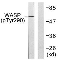 WASP (phospho Tyr290) Polyclonal Antibody