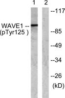 WAVE1 (phospho Tyr125) Polyclonal Antibody