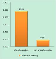 Wee 1 (phospho Ser53) Polyclonal Antibody