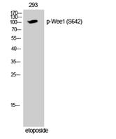 Wee1 (phospho Ser642) Polyclonal Antibody