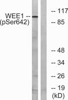 Wee1 (phospho Ser642) Polyclonal Antibody