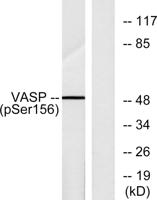 VASP (phospho Ser157) Polyclonal Antibody