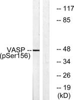 VASP (phospho Ser157) Polyclonal Antibody