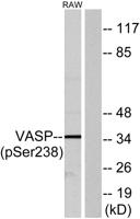 VASP (phospho Ser238) Polyclonal Antibody