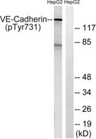 VE-Cadherin (phospho Tyr731) Polyclonal Antibody