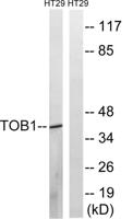 TOB1 (phospho Ser164) Polyclonal Antibody