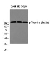 Topo IIα (phospho Ser1525) Polyclonal Antibody