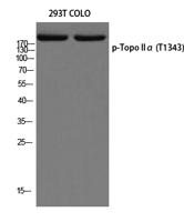 Topo IIα (phospho Thr1343) Polyclonal Antibody