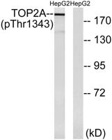 Topo IIα (phospho Thr1343) Polyclonal Antibody